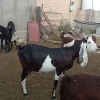 بز پاکستانی
