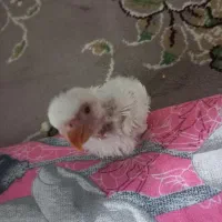 جوجه کوته گم شده پیدا کنید مژدگانی دارین ۲۰۰هزار