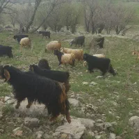 بنام اهورای پاک.۴۶عدد بز جوان شیری