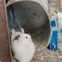 کبوتر ماده پشت سرخ پرپا کاکلی