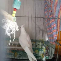 فروش عروس ماده