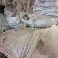 حلاجی پشم.خریدو فروش پشم شسته و کهنه