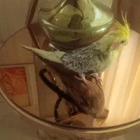 یک جفت عروس هلند با یک ماده آماده