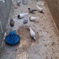 کبوتر