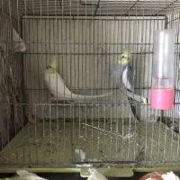 جفت عروس هلندی مولد