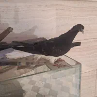 کبوتر پلاکی و جوجه خوشرنگ
