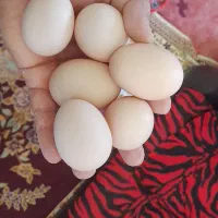 تخم مرغ محلی و عسل طبیعی شمال
