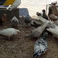 کبوتر. کفتر