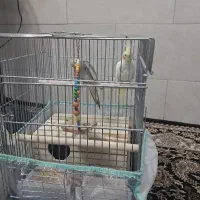 عروس هلندی نروماده