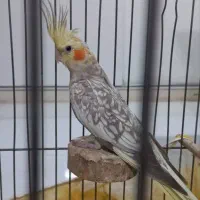 عروس|پرنده|شهر ری, سیزده آبان|دیوار