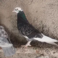 دوجفت کفتر