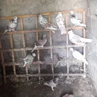کبوتر