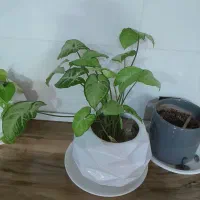 گل عروسکی|اسباب‌‌بازی|دورود, |دیوار