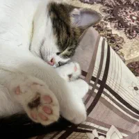 واگذاری بچه گربه