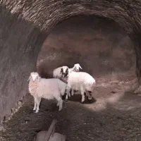 بره نر