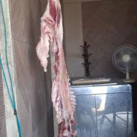 گوشت..بره شیر