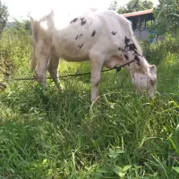 گوساله مونت بیلیارد اصل