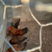 فروش خروس