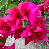 فروش گل کاغذی در رشت/گیلان