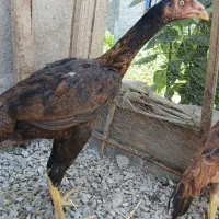حیوانات مزرعه