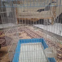 قفس طوطی سان