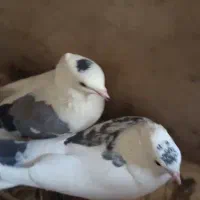 کبوتر یه کت سبز