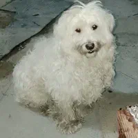 اروم ساکت هست