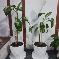 گل دیفن|گل و گیاه طبیعی|خرمآباد, |دیوار