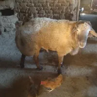 قوچه‌چهار‌دندون