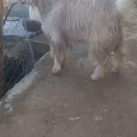 فروش بزغاله