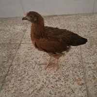 جوجه رسمی سه ماهه