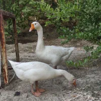 قوغاز سفید اکراینی و غاز
