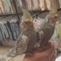 عروس هلندی
