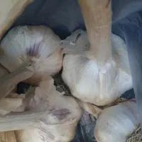سیر خشک درجه یک