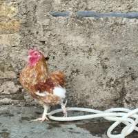 خروس
