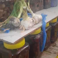 موسیر تازه