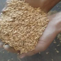 گندوم|عمده‌فروشی|سنندج, |دیوار