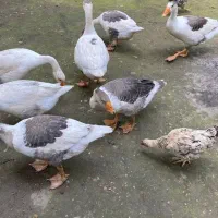 غاز دورگ