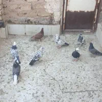 کفتر پرشی