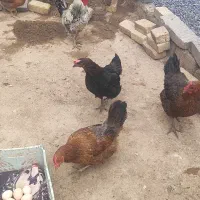 مرغ و خروس