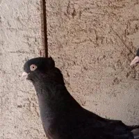 زاغ ملقی نر بترکون