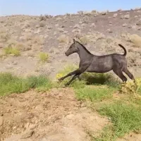 فروش کره نریان