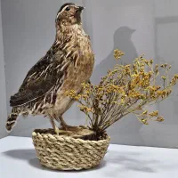 گل زیبا