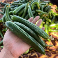 خیار|خوردنی و آشامیدنی|ارومیه, |دیوار