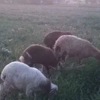 یه جفت میش و بره
