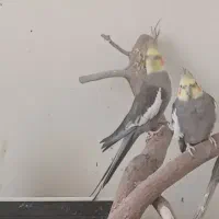 عروس هلندی جفت و تک سخنگو