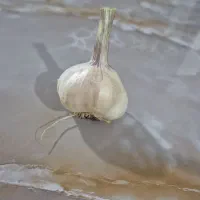 سیر اعلا