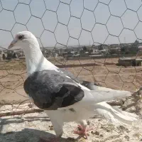 کفتر صید