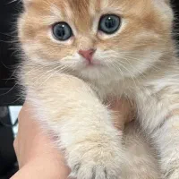 بریتیش اسکاتیش اصیل نر و ماده