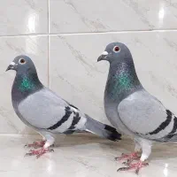کبوتر سبز درجه یکـ با جوجه